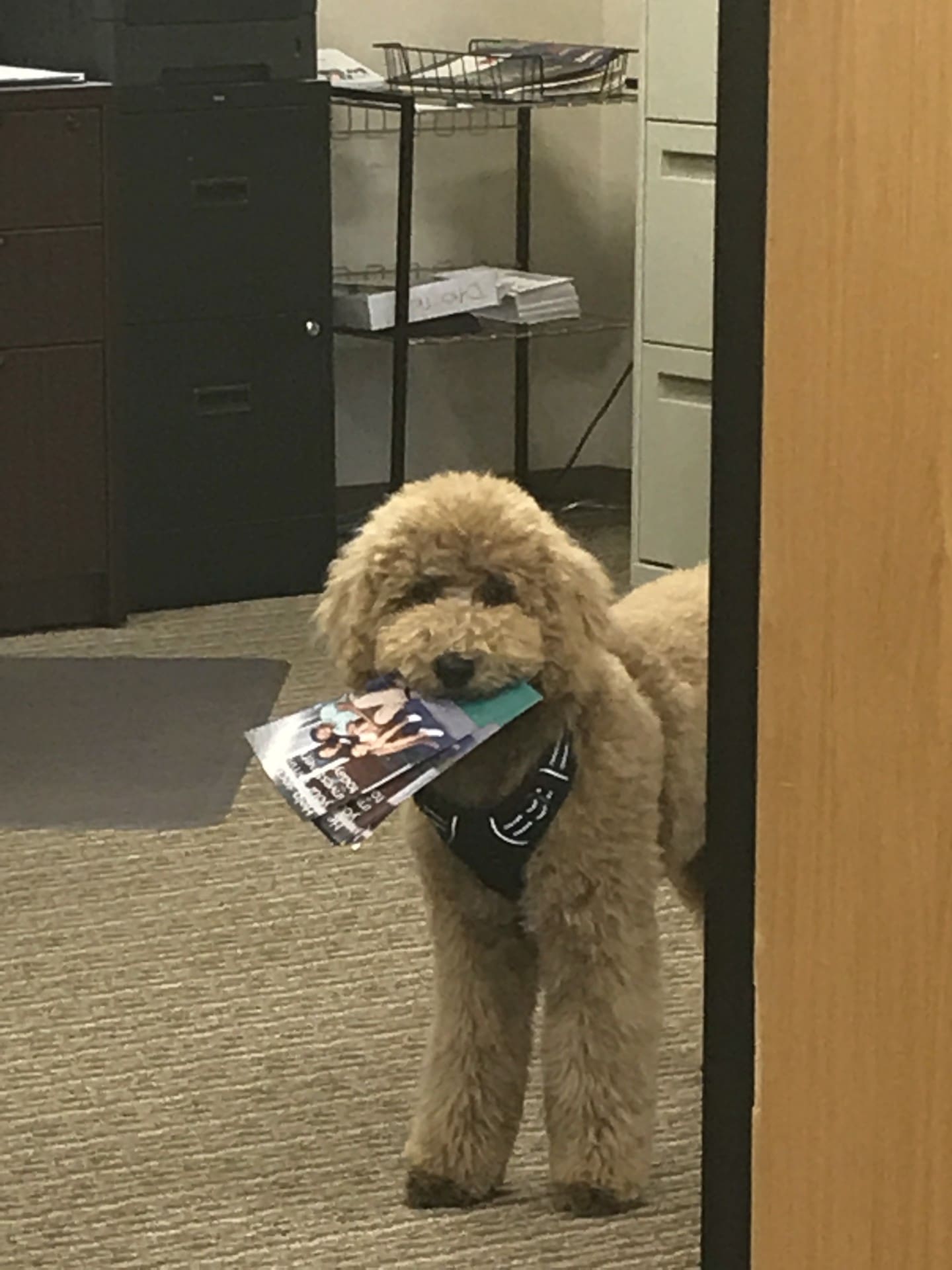 thumbnail_IMG_1341 A dog holding a magazine in its mouth.